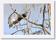 04b-094 * Woodstork * Woodstork