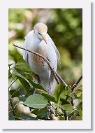 04b-096 * Cattle Egret * Cattle Egret