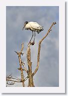 04b-098 * Woodstork * Woodstork