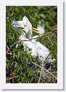 04b-099 * Great Egrets * Great Egrets