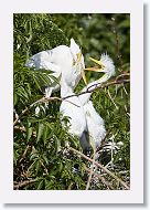 04b-100 * Great Egrets * Great Egrets