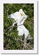 04b-101 * Great Egrets * Great Egrets