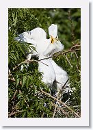 04b-102 * Great Egrets * Great Egrets