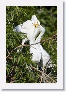 04b-103 * Great Egrets * Great Egrets