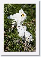 04b-104 * Great Egrets * Great Egrets