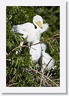 04b-105 * Great Egrets * Great Egrets