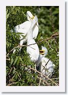 04b-106 * Great Egrets * Great Egrets