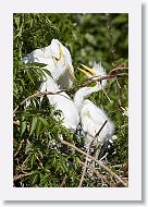 04b-107 * Great Egrets * Great Egrets