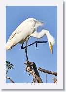 04b-108 * Great Egret * Great Egret