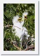 04b-109 * Great Egrets * Great Egrets