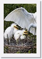 04b-110 * Great Egrets * Great Egrets