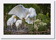 04b-111 * Great Egrets * Great Egrets