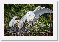 04b-112 * Great Egrets * Great Egrets