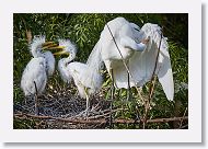 04b-113 * Great Egrets * Great Egrets