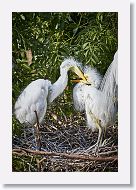 04b-114 * Great Egrets * Great Egrets