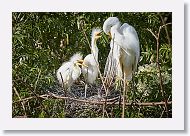 04b-116 * Great Egrets * Great Egrets