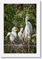 04b-117 * Great Egrets * Great Egrets