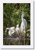 04b-118 * Great Egrets * Great Egrets