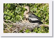 04b-119 * Anhingas * Anhingas