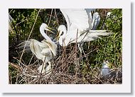 04b-120 * Great Egrets * Great Egrets