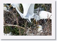 04b-121 * Great Egrets * Great Egrets