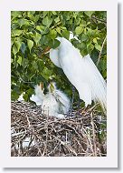 04b-122 * Great Egrets * Great Egrets