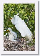 04b-123 * Great Egrets * Great Egrets