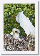 04b-124 * Great Egrets * Great Egrets