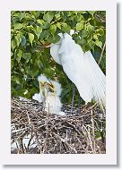 04b-125 * Great Egrets * Great Egrets