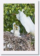 04b-126 * Great Egrets * Great Egrets