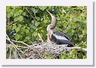 04b-127 * Anhingas * Anhingas