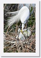 04b-128 * Great Egrets * Great Egrets