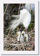 04b-129 * Great Egrets * Great Egrets