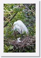 04b-130 * Great Egrets * Great Egrets