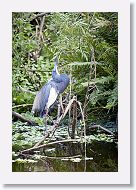 04b-131 * Tricolored Heron * Tricolored Heron