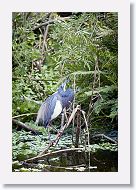 04b-132 * Tricolored Heron * Tricolored Heron