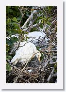 04b-137 * Cattle Egret * Cattle Egret