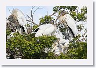 04b-139 * Woodstorks * Woodstorks