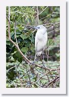 04b-140 * Little Blue Heron, juvenile (white phase) * Little Blue Heron, juvenile (white phase)