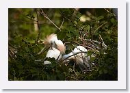 04c-001 * Cattle Egrets * Cattle Egrets