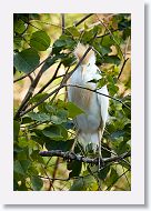 04c-002 * Cattle Egret * Cattle Egret