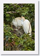 04c-003 * Cattle Egrets * Cattle Egrets