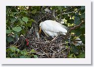 04c-004 * Cattle Egret * Cattle Egret