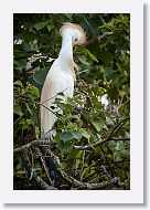 04c-005 * Cattle Egret * Cattle Egret