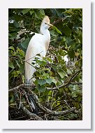 04c-006 * Cattle Egret * Cattle Egret