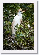 04c-007 * Cattle Egret * Cattle Egret