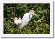 04c-008 * Cattle Egrets * Cattle Egrets