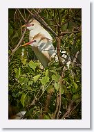 04c-009 * Cattle Egrets * Cattle Egrets