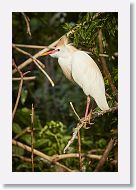 04c-010 * Cattle Egret * Cattle Egret