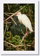 04c-011 * Cattle Egret * Cattle Egret